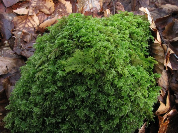 Mosses on forest floor