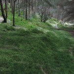 Green grass in the forest