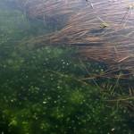 Moel Hebog and Owain Glyndwr’s Cave, Snowdonia – April