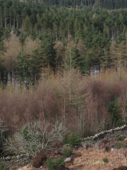 Trees of Beddgelert Forest