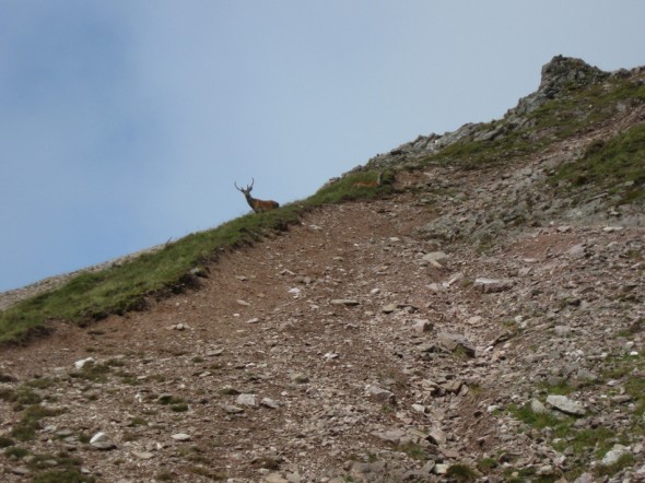 Deer on Beinn Eighe