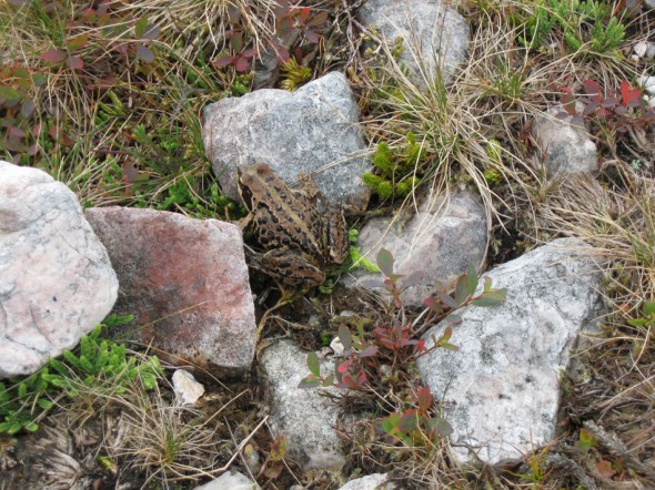 Frog on Beinn Eighe