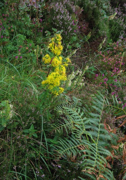 Goldenrod flowers