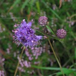 A rainy and windy day in Flowerdale, near Gairloch, Wester Ross – August