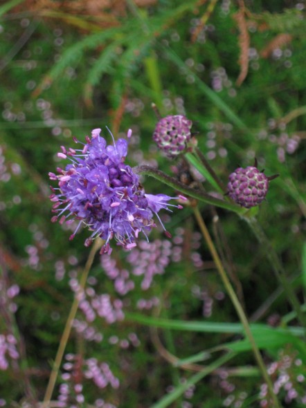 Devil's Bit Scabious