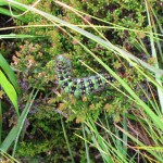 With the ptarmigans on Arkle, north-west Sutherland – August