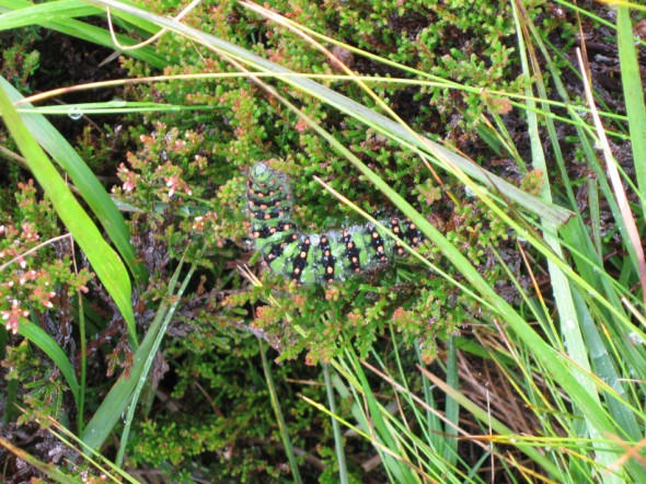 Green and black caterpillar in grass