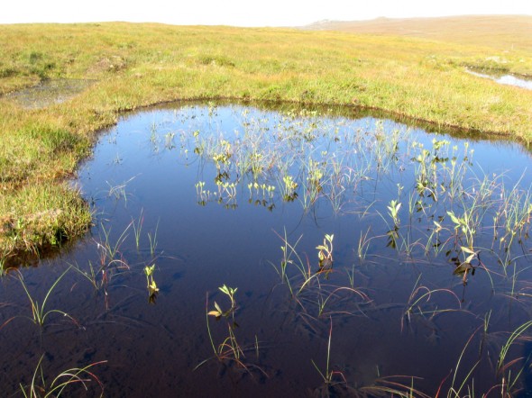 Bog lochan with vegetation