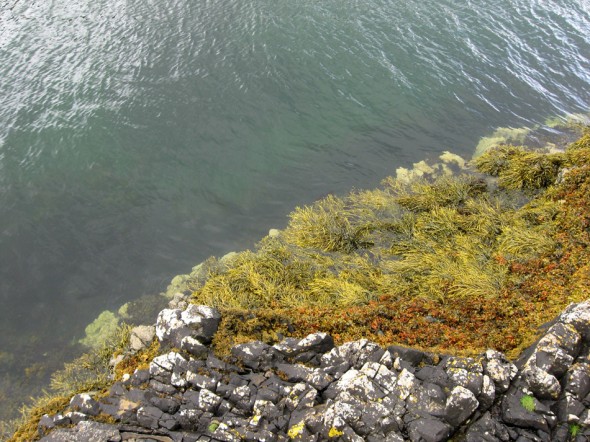 Seaweed by Geodha Smoo