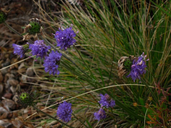 Devil's bit scabious
