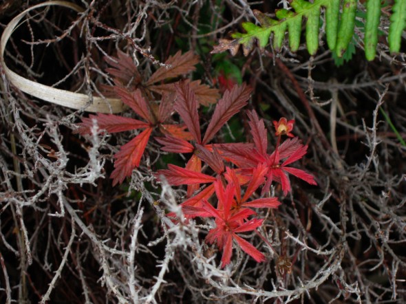Red foliage