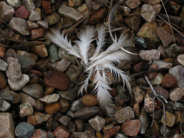 Feathers on shore of Fionn Loch