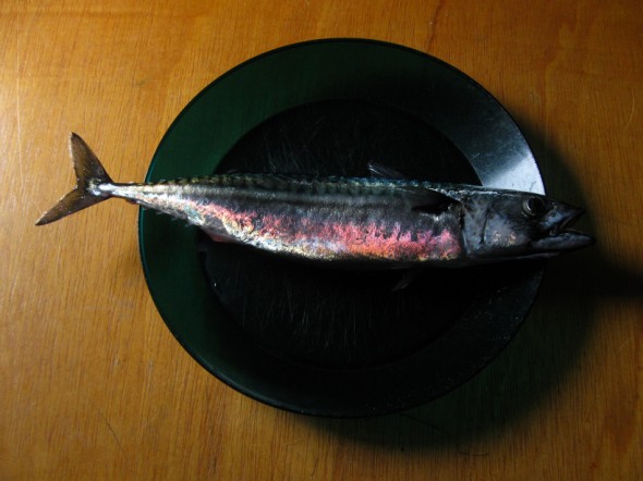 Freshly line-caught mackerel