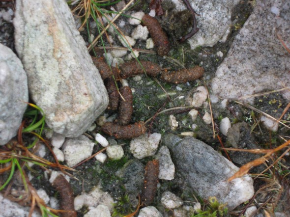 Ptarmigan droppings?