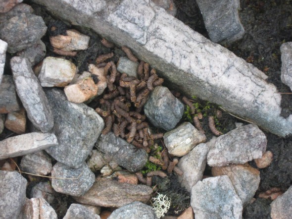 More ptarmigan droppings?