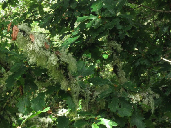 Lichen on tree branch