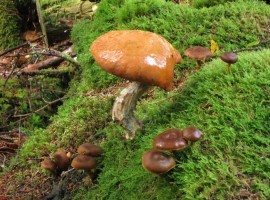 Slimy-looking mushroom