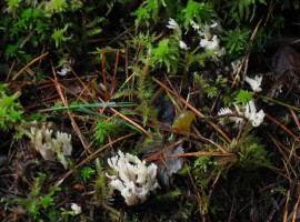 Crested coral and Yellow jelly fungi