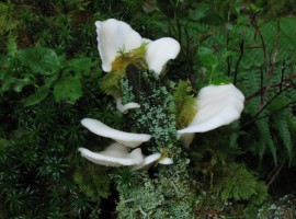 Pale oyster mushrooms or flat oysterling (crepidotus applanatus)
