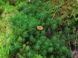 Little mushroom amongst moss