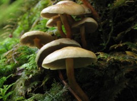 Mushrooms at base of tree