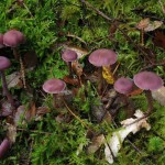 A low-level Glen Coe walk with lots of fungi – September  |  ã‚°ãƒ¬ãƒ³ã‚³ãƒ¼æ‘ä»˜è¿‘ã®æ£®ã§ã‚­ãƒŽã‚³æŽ¢ã—