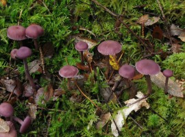 Amethyst deceivers