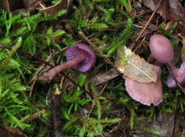 The uneven gills on the underside