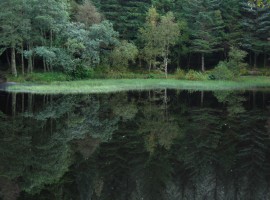 Trees and reflection