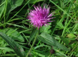 Pinkish flower - from the Amaranthaceae family?