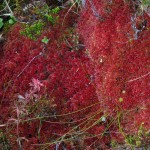 Rock layers and gneiss near Laxford Bridge, Scottish Highlands, September  |  ãƒ©ã‚¯ã‚¹ãƒ•ã‚©ãƒ¼ãƒ‰æ©‹ä»˜è¿‘ã®åœ°è³ªè¦‹å­¦