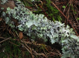 Assorted lichen on fallen branch