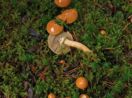 Little shiny mushrooms