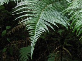 Fern frond