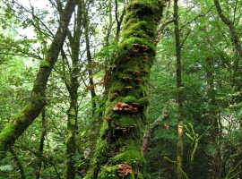 Mushrooms up a tree trunk