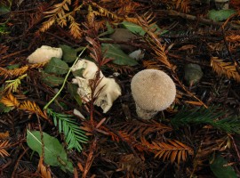 Common puffballs