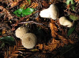 Common puffballs in a shaft of sunlight