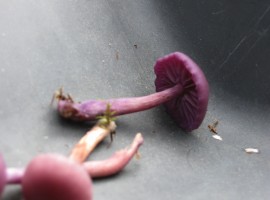 Amethyst deceiver