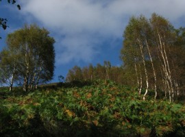 Hillside with bracken, birch and blue sky
