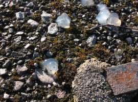 Jelly-like substance on the concrete conduit