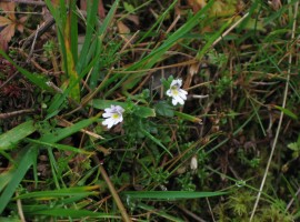 Eyebright flowers