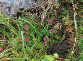Wild thyme