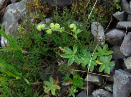 Alpine Lady's Mantle