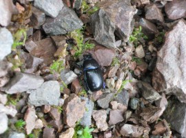 Dor beetle