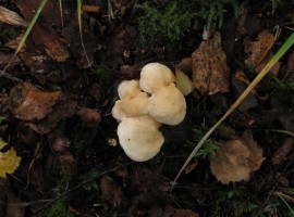 Wood hedgehog (Hydnum repandum)