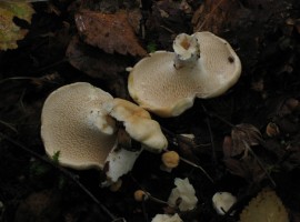 Wood hedgehog (Hydnum repandum)