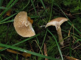 Milky secretions from mushroom