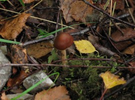 Brown mushroom