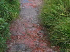 Red rock on the path out to the road