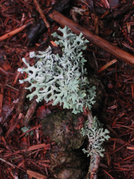 Lichen